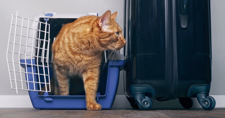 ginger cat leaving cat carrier