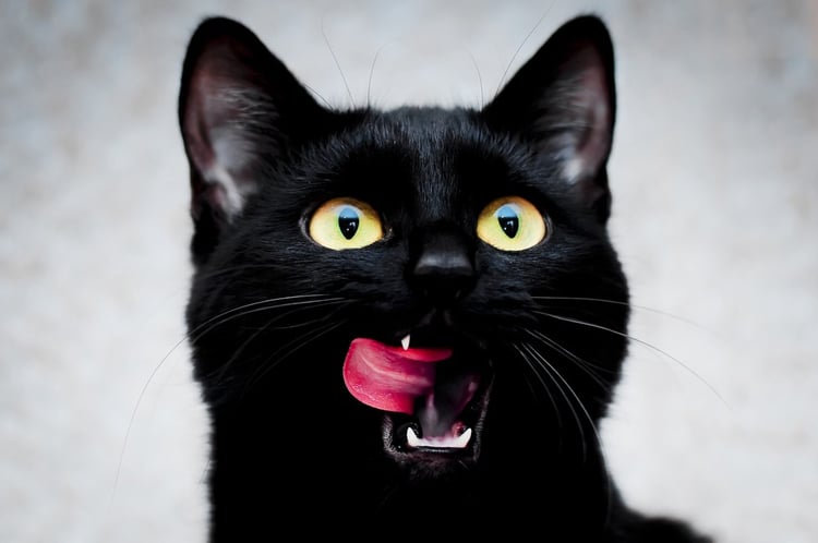 10 Fascinating Facts About Black Cats