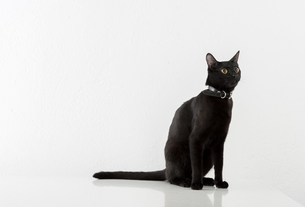 facts about black cats