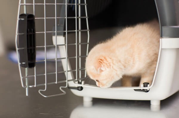 Feliway Cat Travel Tips