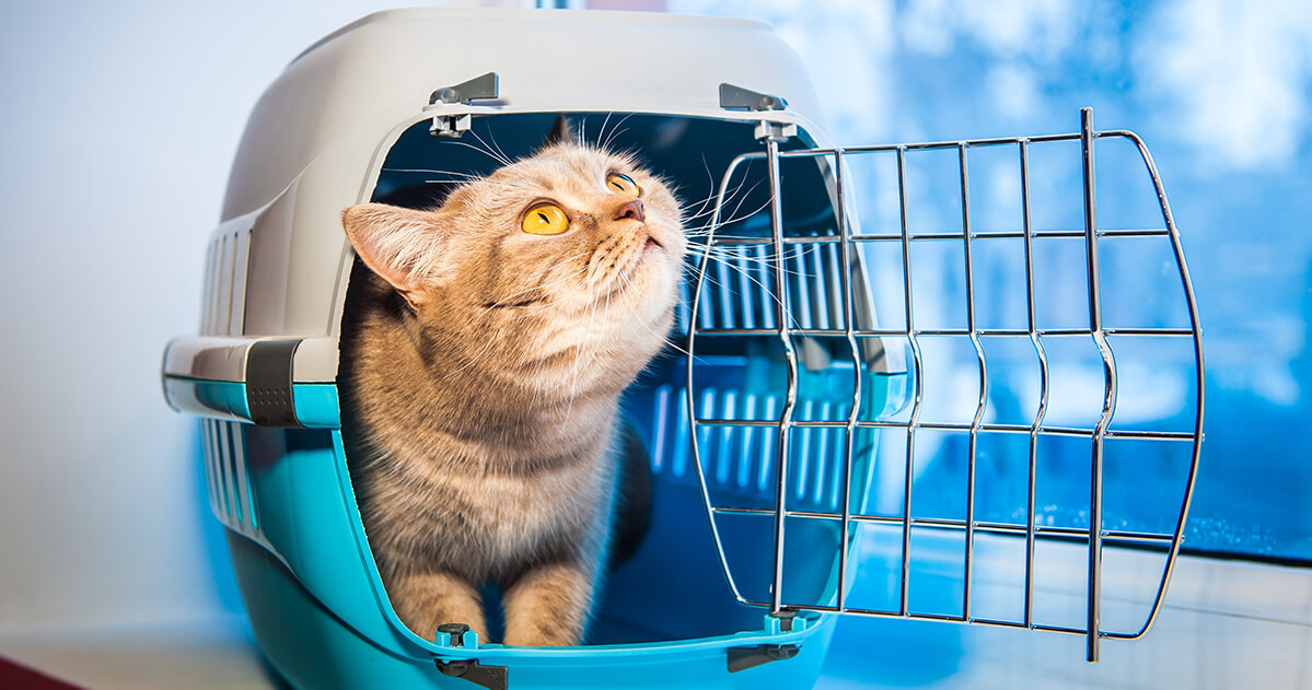 grey cat looking happy in cat carrier