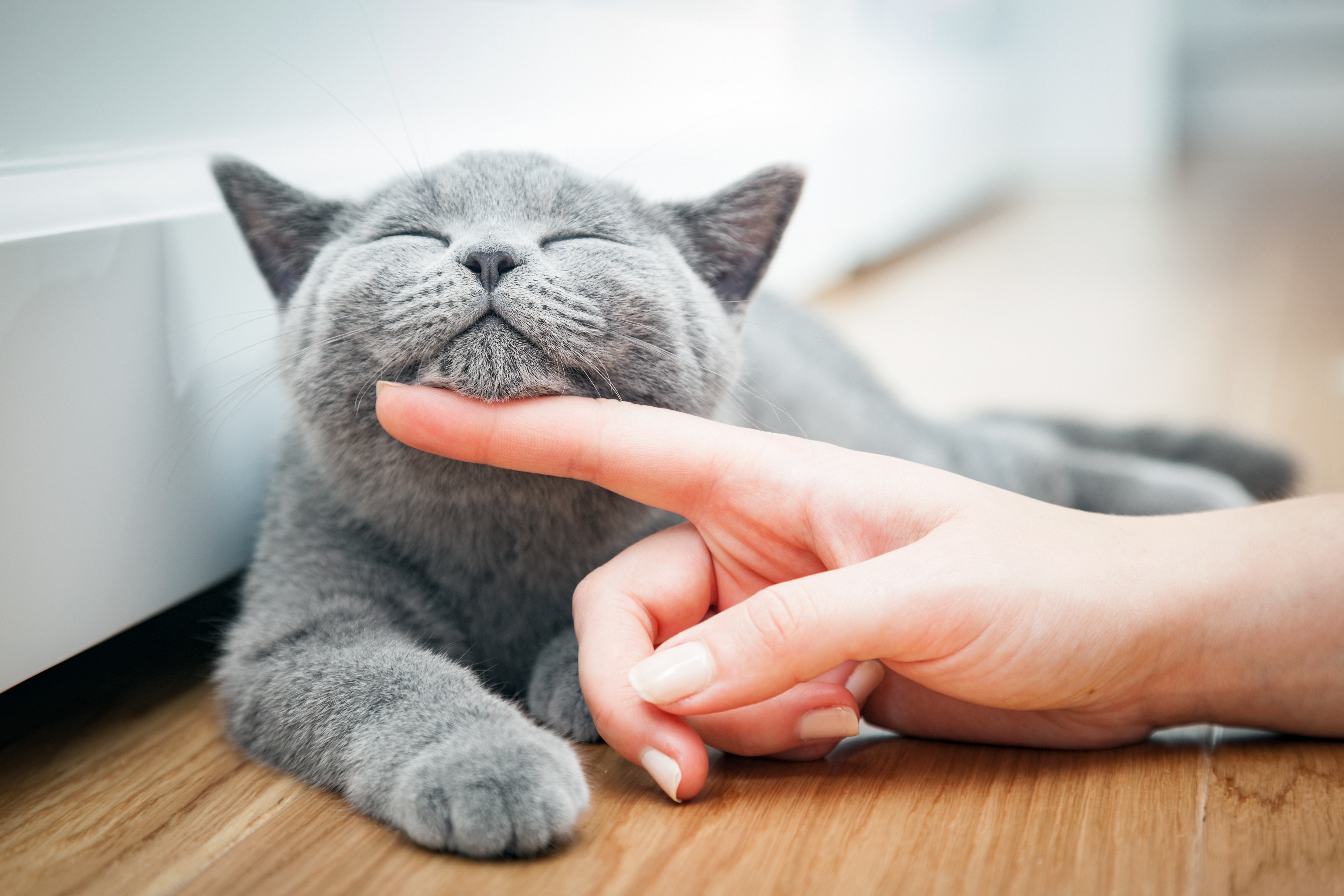 Expert Q A What To Expect When Using Feliway