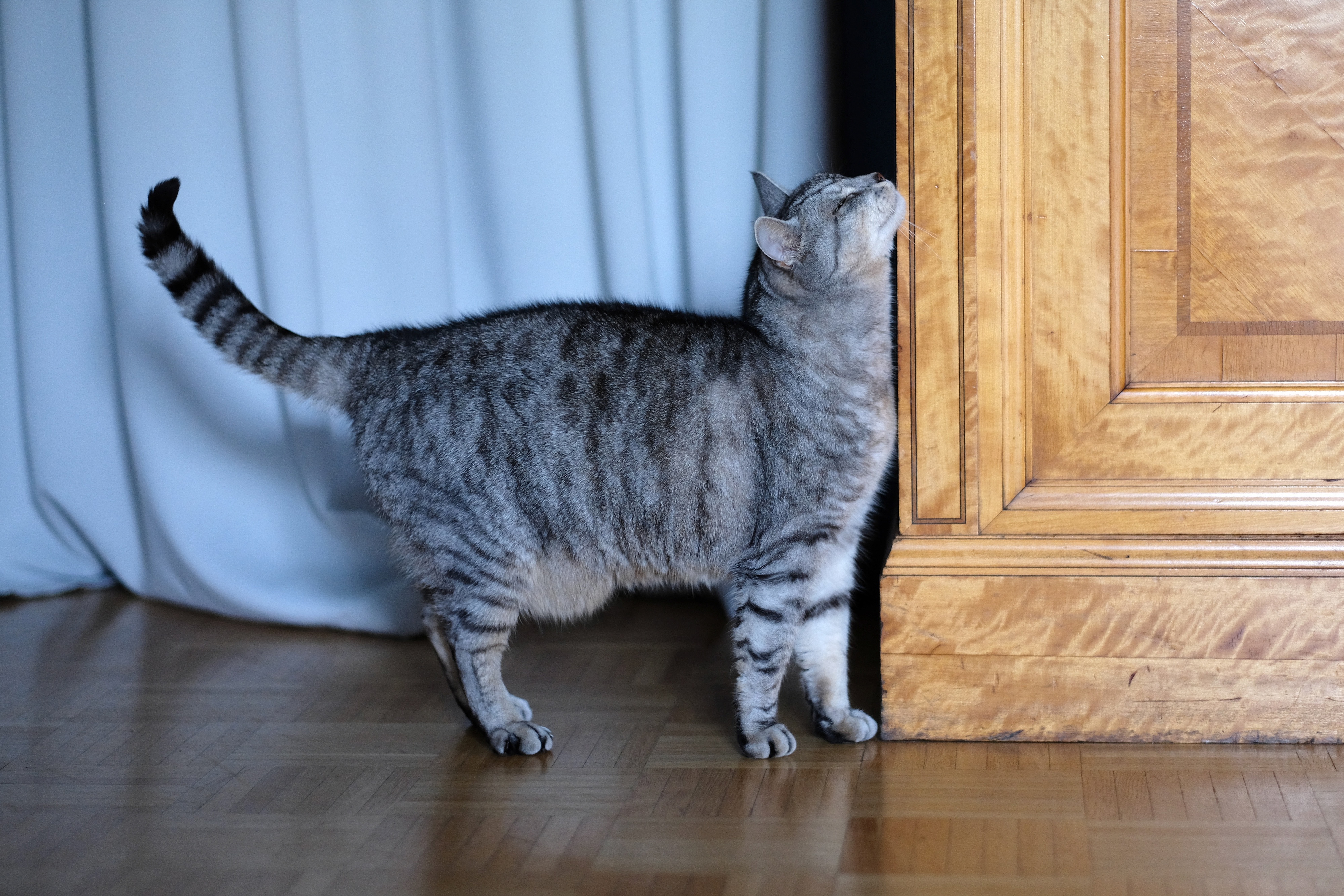 Expert Q A What To Expect When Using Feliway