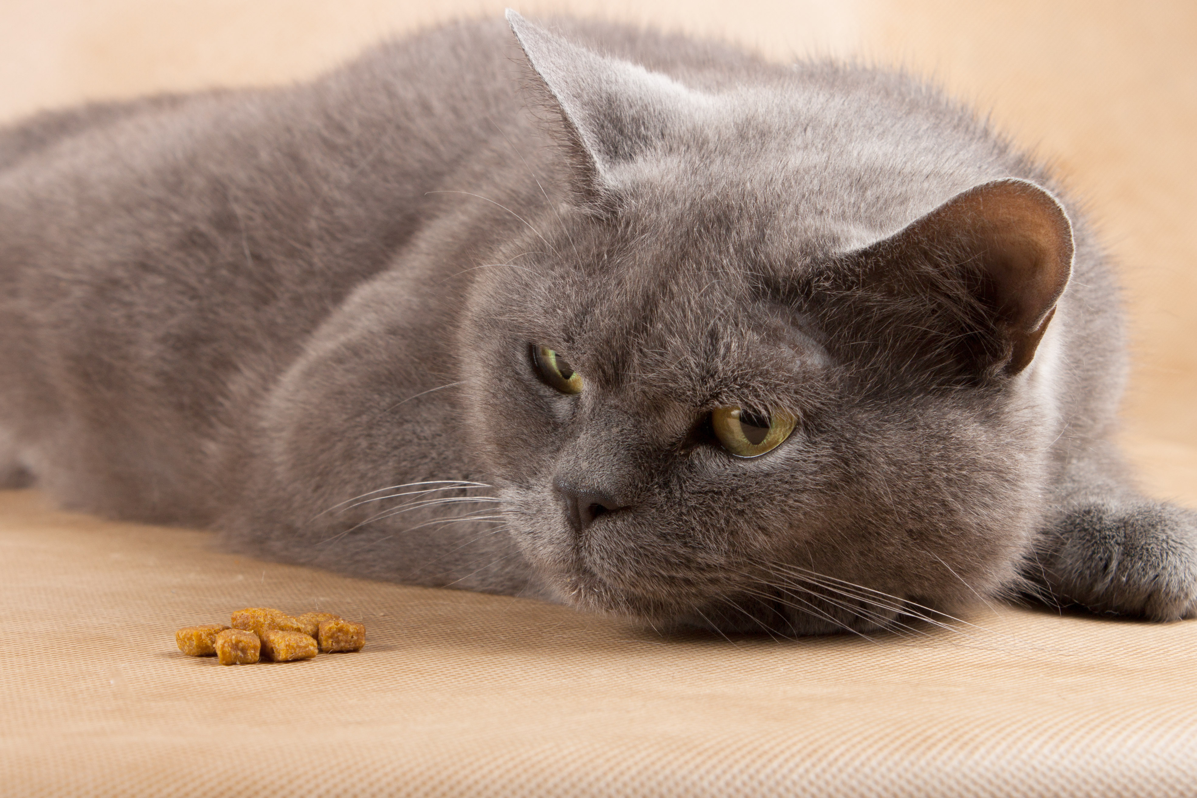 Expert Q A What To Expect When Using Feliway
