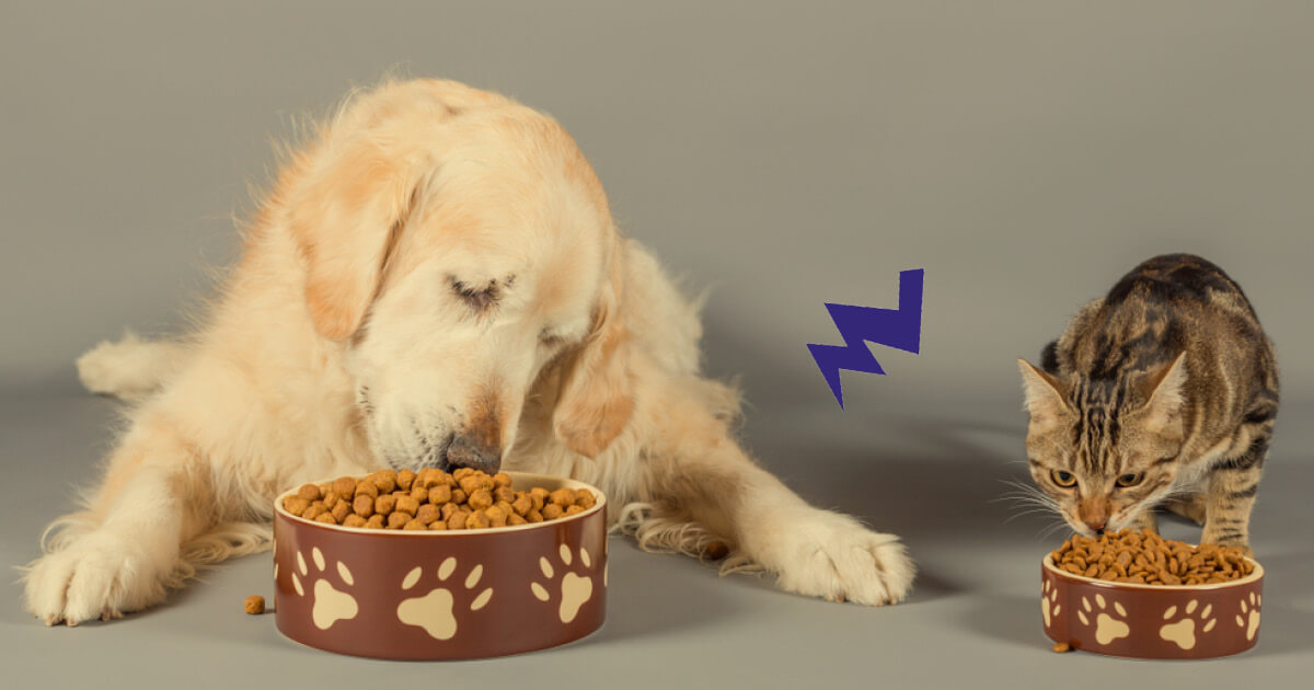 FELIWAY_Lightening bolt between cat and dog_withoutlogo