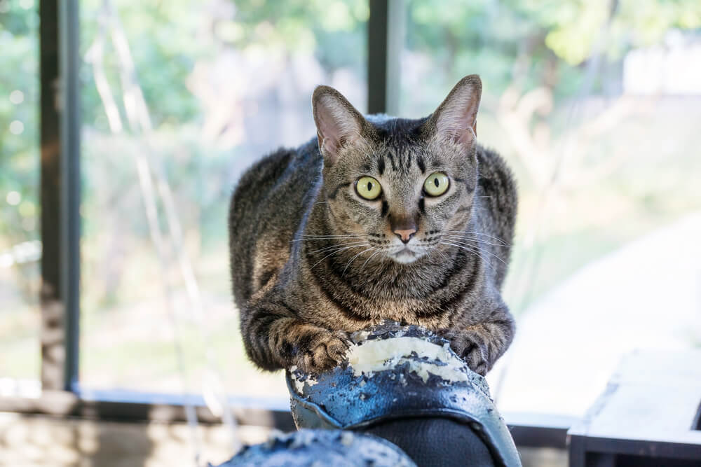 How To Stop Cats From Scratching Your Furniture 5 Top Tips To Stop Misplaced Cat Scratching