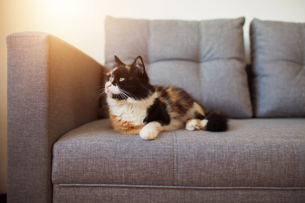 spray to keep cats from clawing furniture
