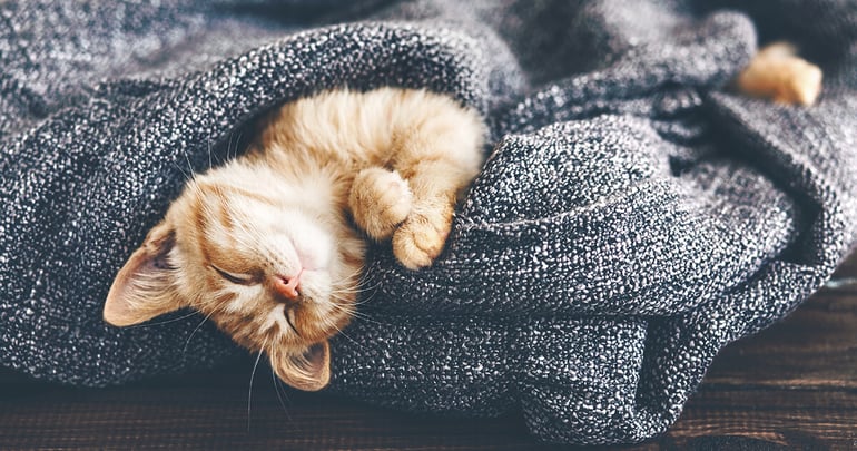 ginger kitten asleep in a blanket