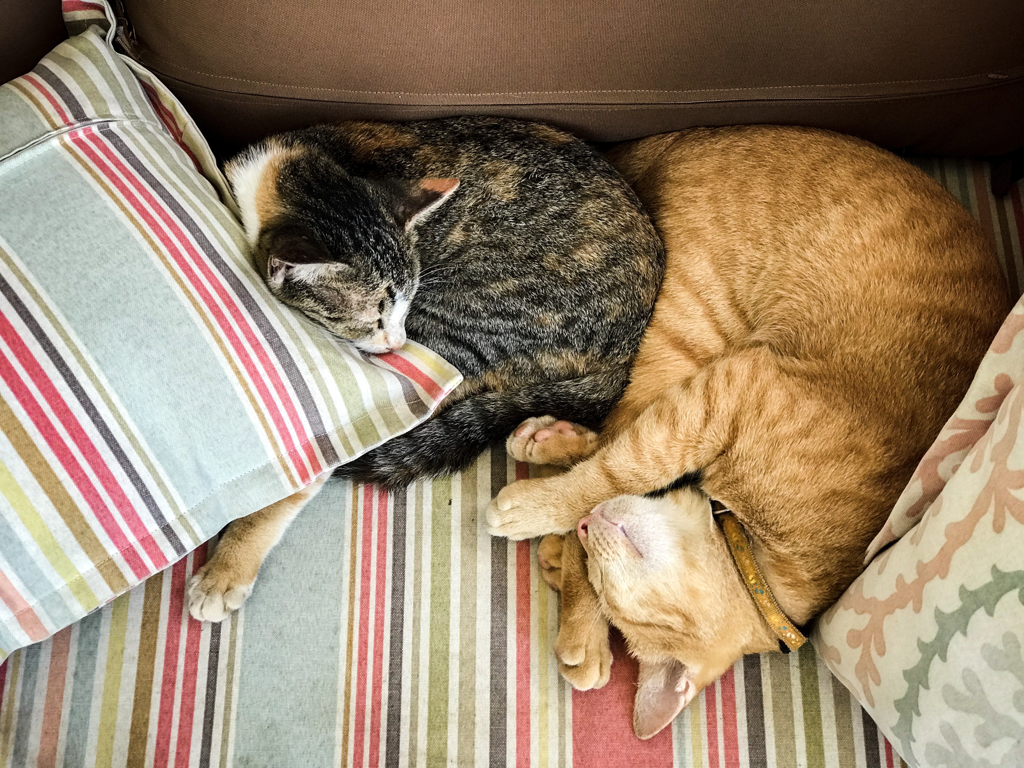 ginger and tabby cat happy sleeping together