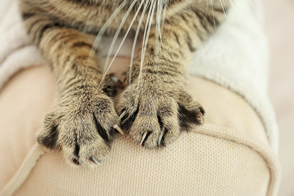 Should I Try Home Remes To Stop Cats From Scratching The Furniture Stop Cats From Scratching The Furniture