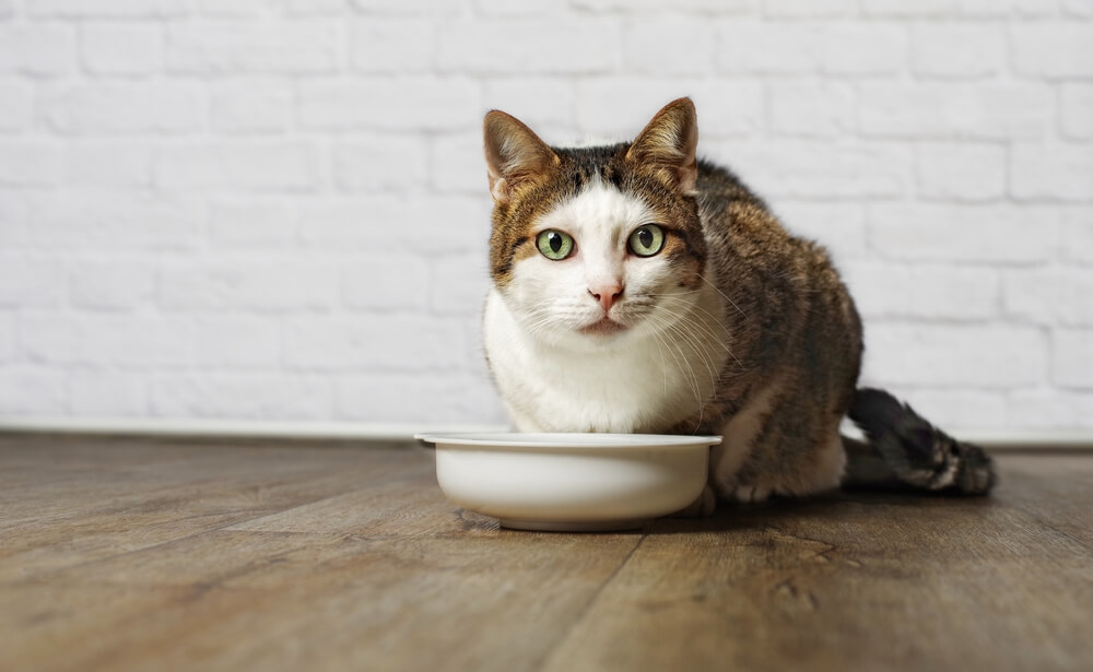 cat eating in its own food bowl