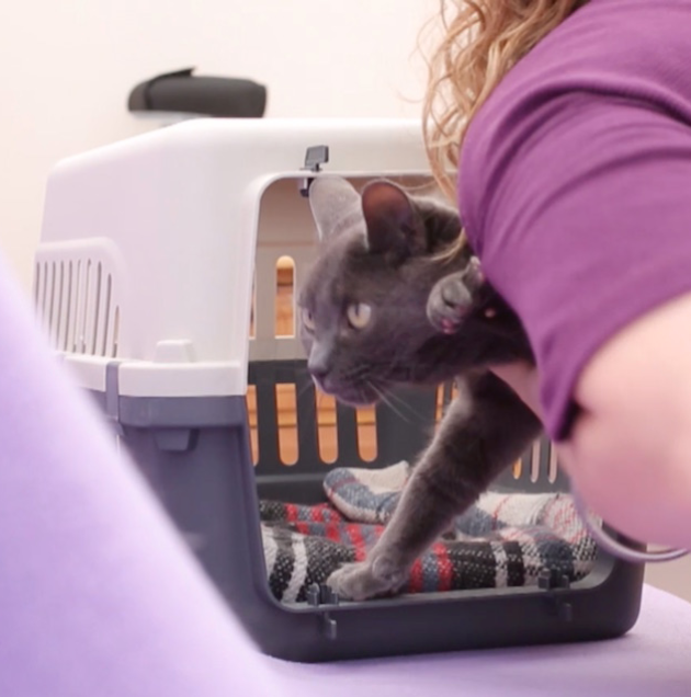 lady putting cat into carrier