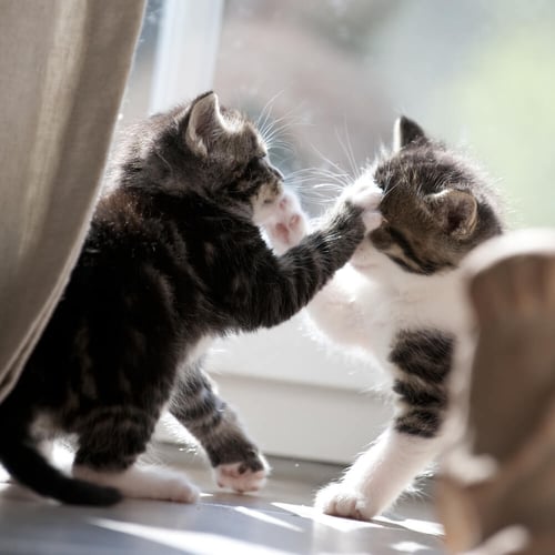 two kittens fighting