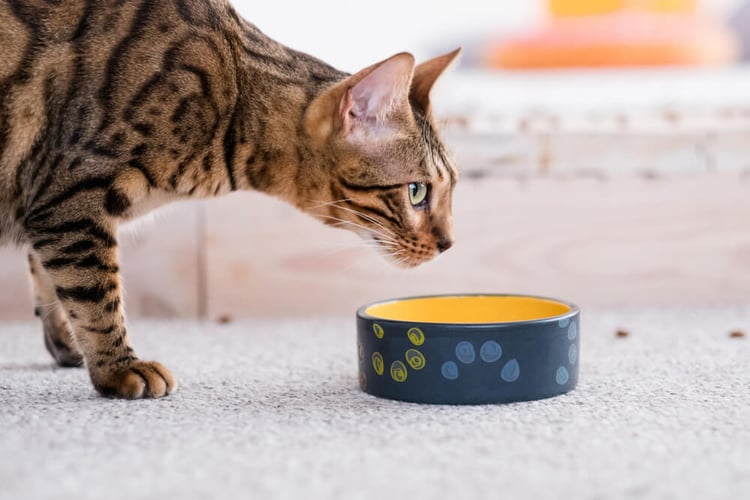 cat approaches its food with care