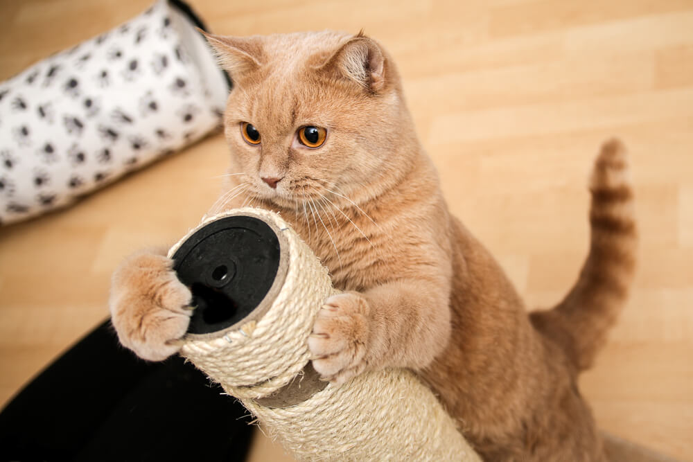 cat nail file scratching post