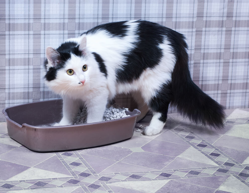 Your Cat Might Be Urinating in the House