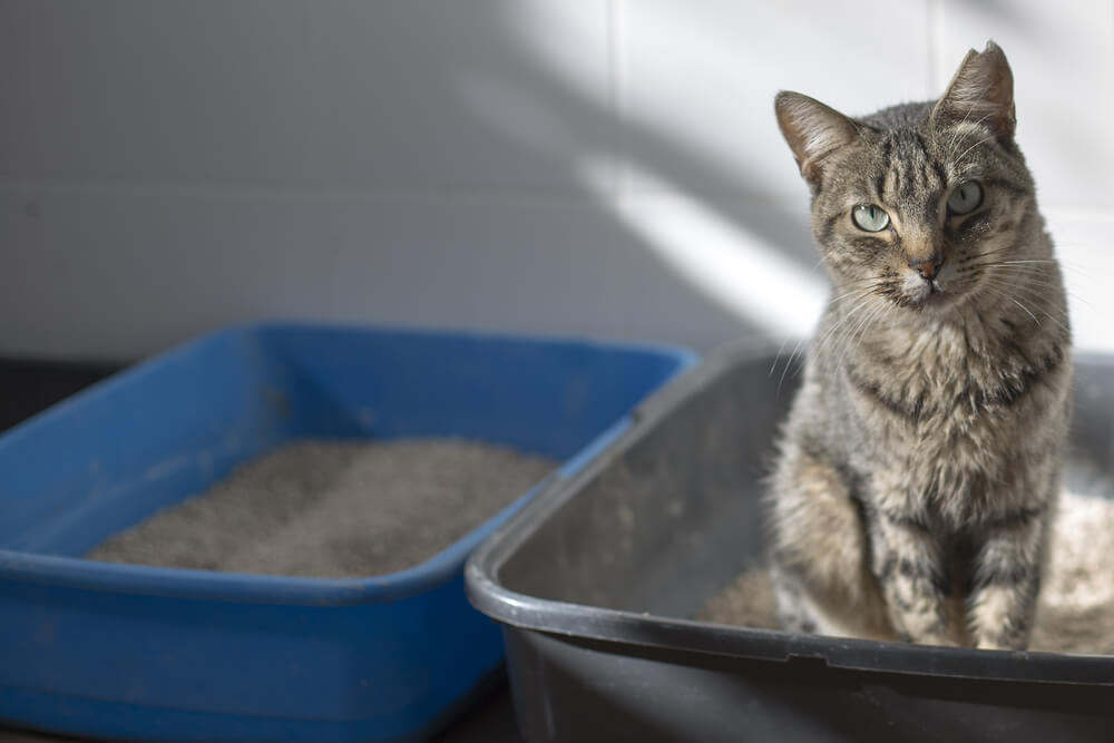 cat using litter tray