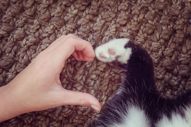 cat and human make a heart with their paws and hand