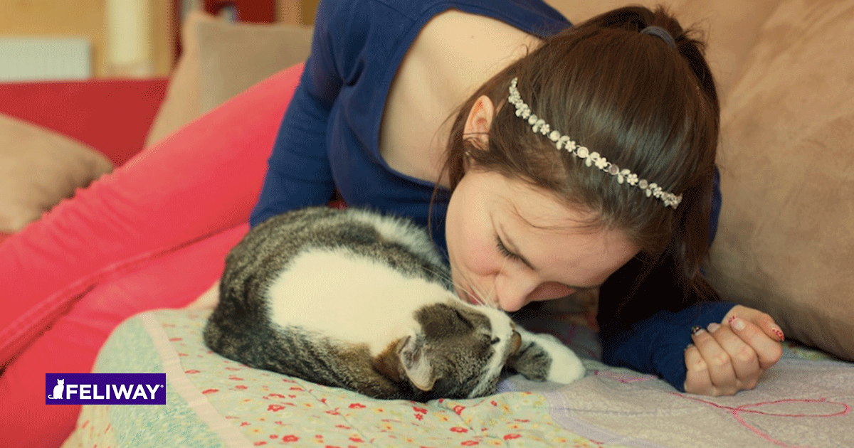 feliway diffuser hot