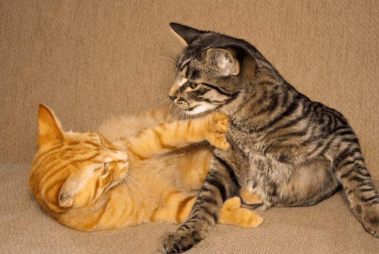 fighting 1