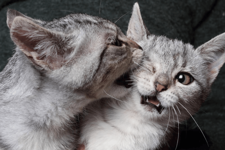 fighting 2