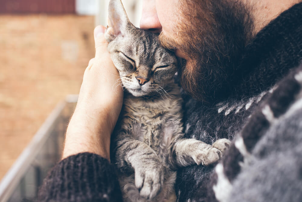 relaxed kitten kissed on the head by a young man