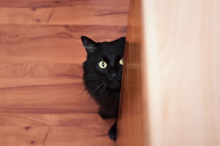3 veelvoorkomende redenen waarom katten zich verstoppen