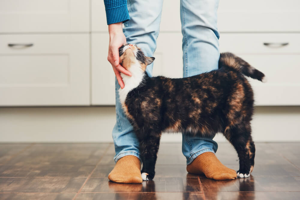 chat shows signs of love and is stroked by its owner