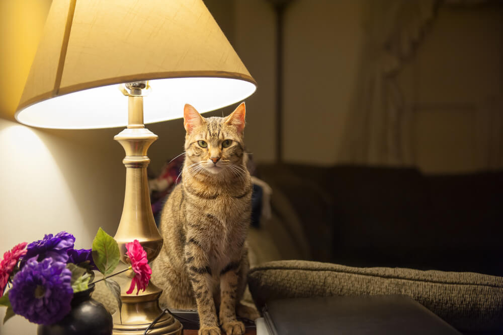 F.F.A.Q (FELIWAY Frequently Asked F.F.A.Q (FELIWAY Frequently Asked