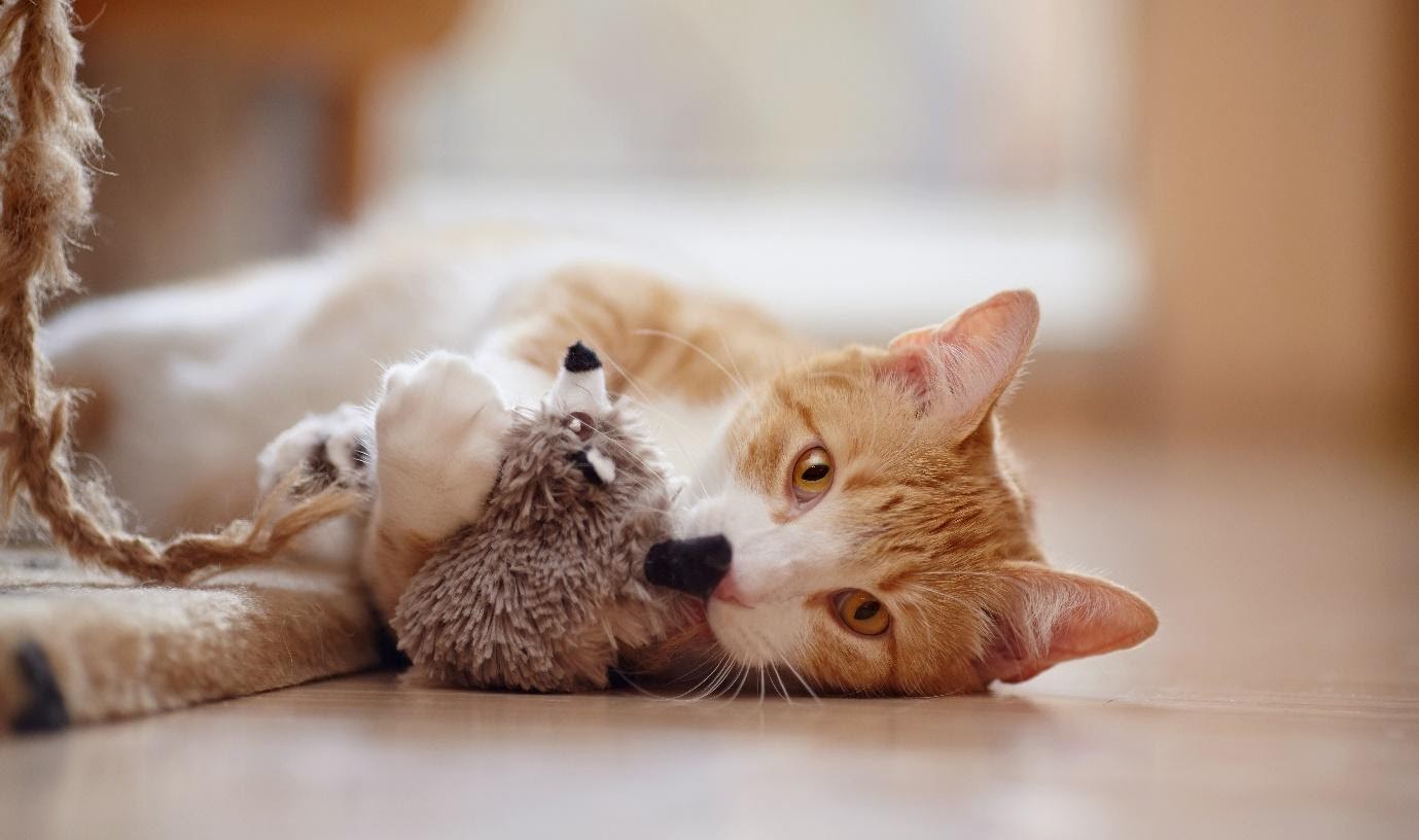 cat playing with toy