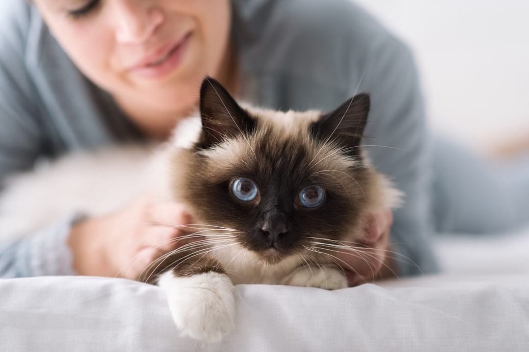 cat being cuddled by owner