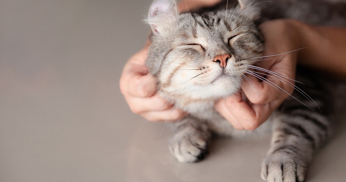 cat enjoying chin scratches