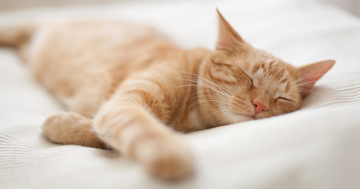 Ginger cat relaxing on bed