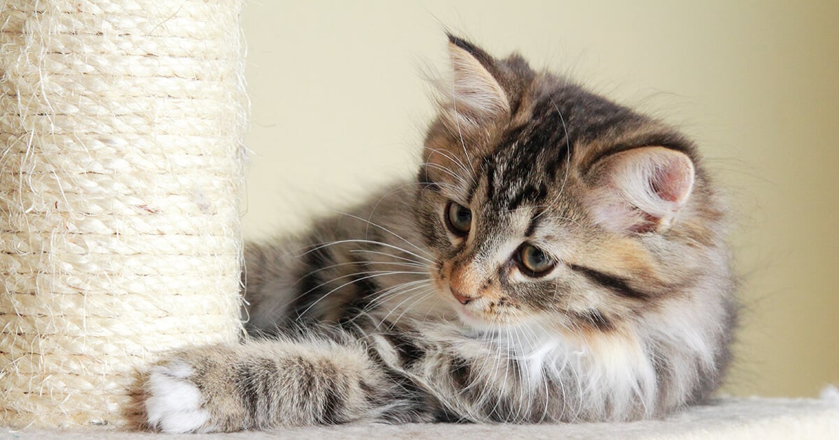 kitten playing with scratching post