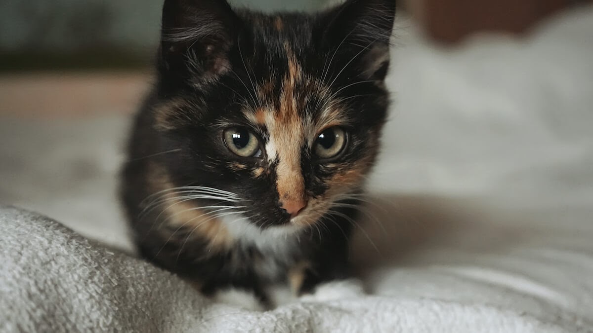 cute kitten looking scared