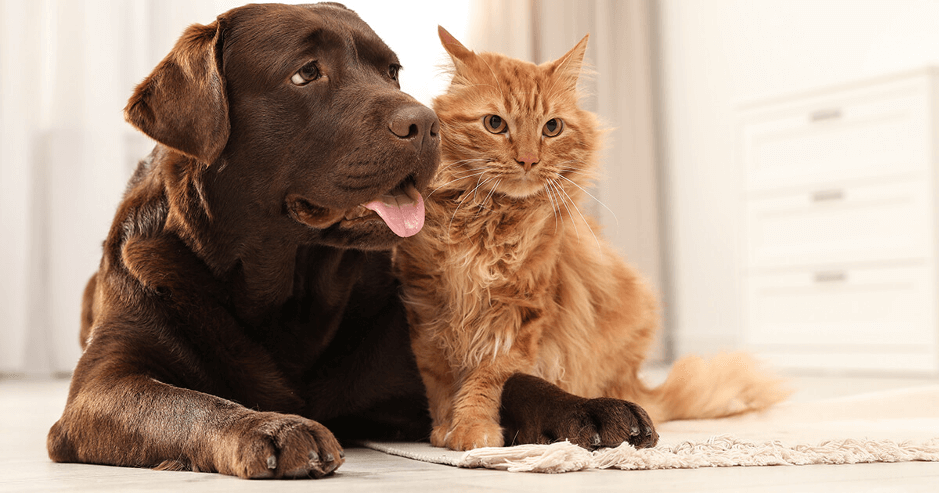 will a labrador get along with cats