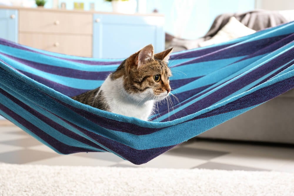 cat sitting in blue hammock