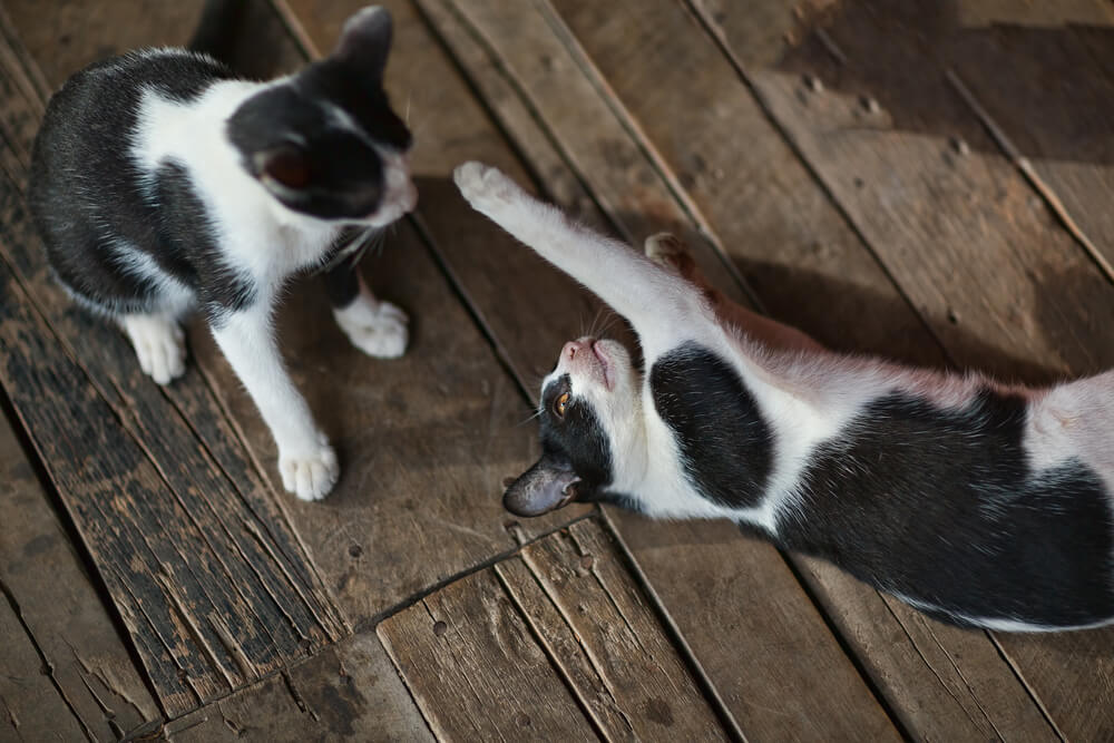 cats playing together