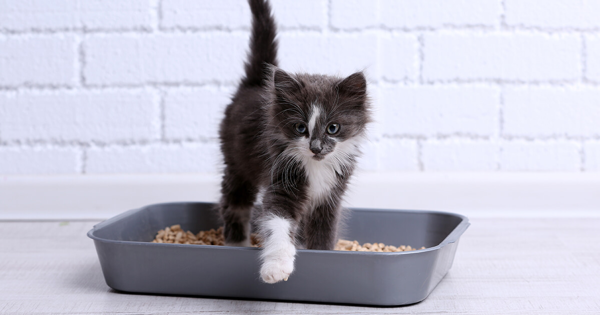 kitten in litter box