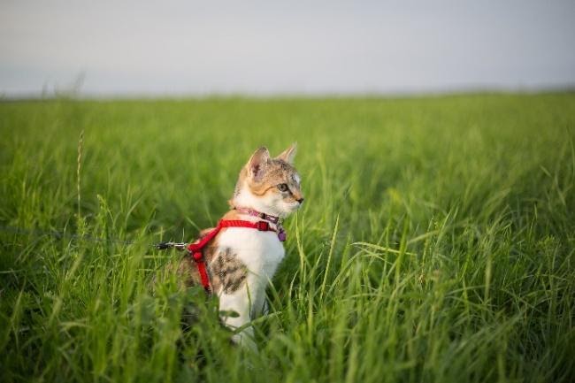 cat wears red harness to play outside in long grass