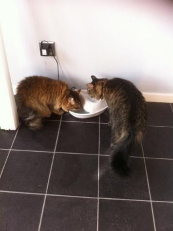 cats drinking together at a cat water fountain