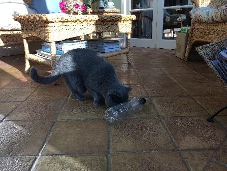 bottle feeder enrichment