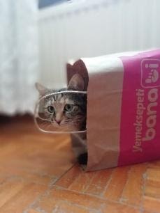 cat hiding in paper bag