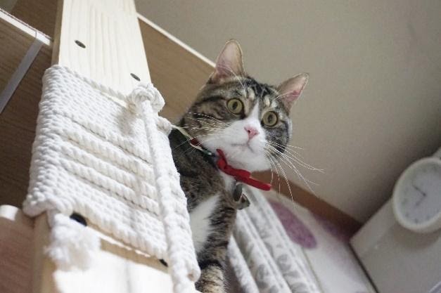 cat looking from top of a tower