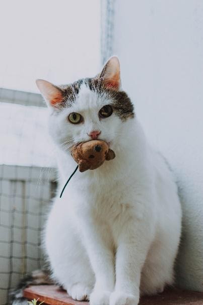 Cat with toy mouse in it's mouth