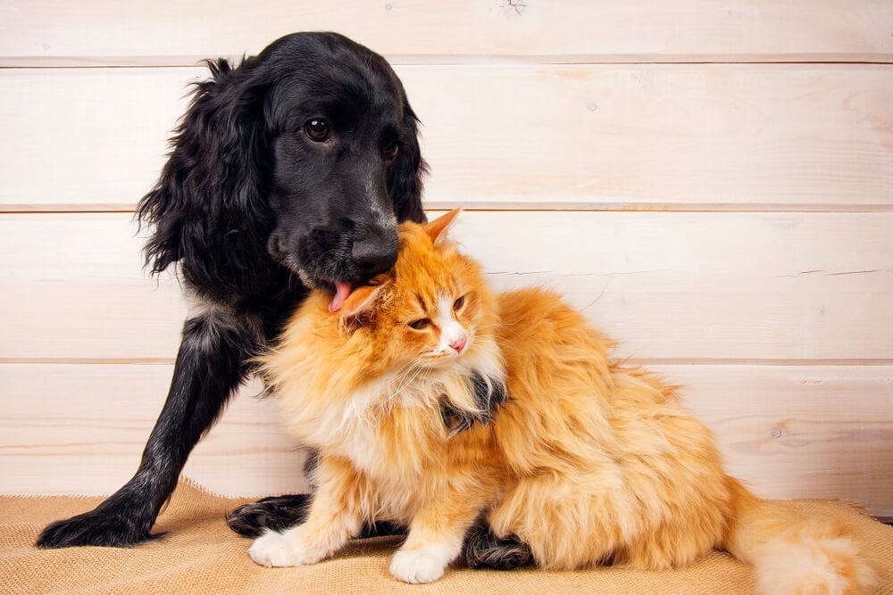 integrating cats and dogs