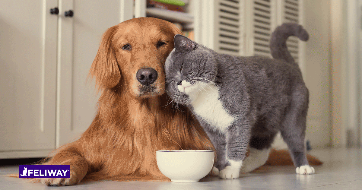 can dogs and cats get along