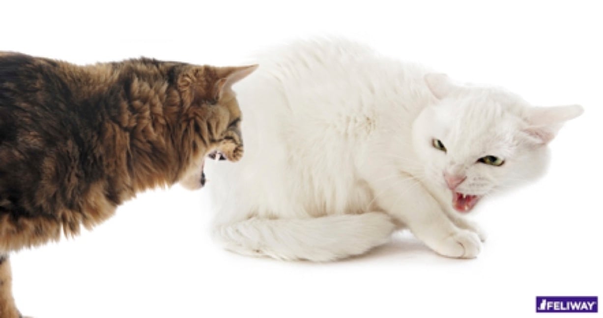 bad neighbours - cat fight blog article cats hissing