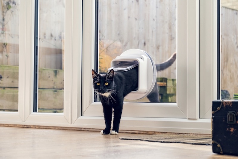 cat going through cat flap