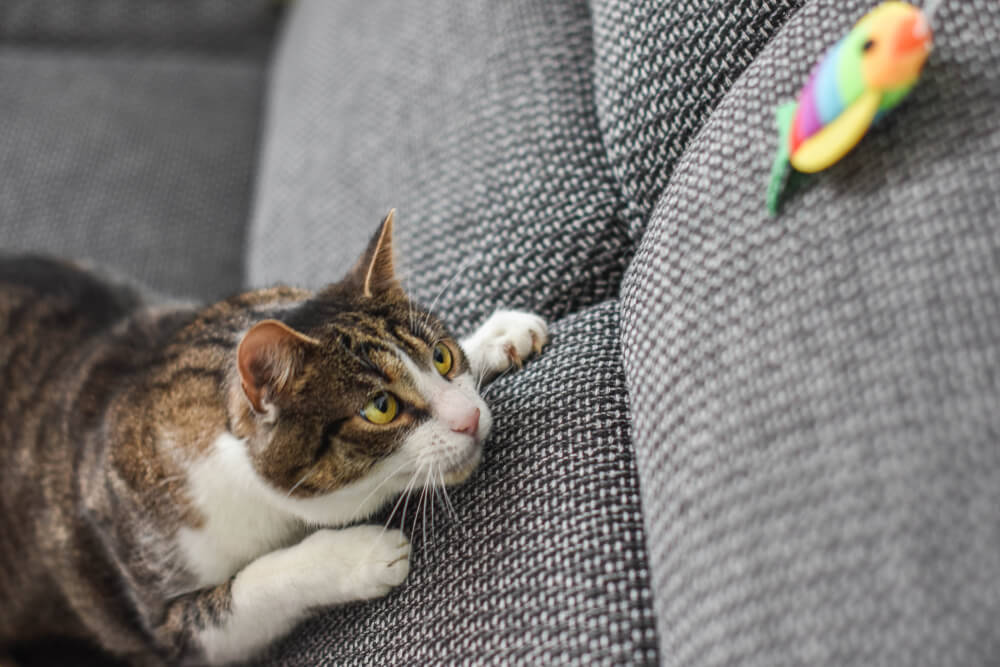 cat playing with toy